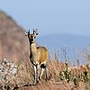 Klipspringer at Marakele