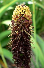 Miniatura para Kniphofia