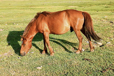 Con ngựa trong văn hóa Mông Cổ