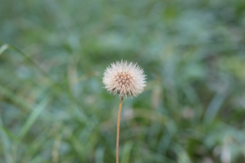 File:Korbblütler (Asteraceae oder Compositae) 1.jpg