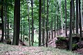 Kummergebirge, typische Landschaft (Buchenwald)