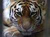 Tiger at the Kushiro Zoo