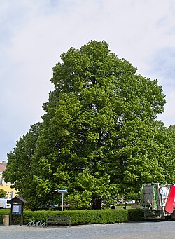 Lípa svobody v Kamenici nad Lipou, květen 2011