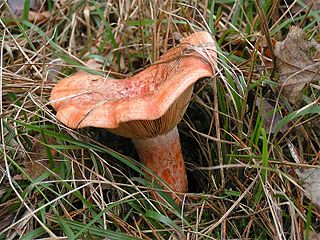 <i>Lactarius deliciosus</i> Species of fungus