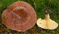 Cūku pienaine (Lactarius hysginus)