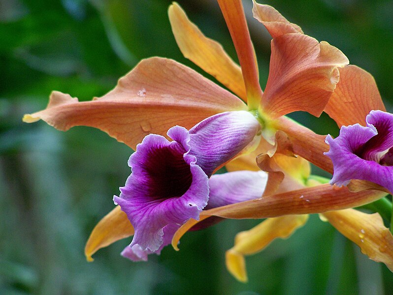 File:Laelia tenebrosa Espirito.jpg