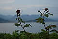 * Nomination Lake Maggiore (Italy), Stresa, roses, evening --Mbdortmund 19:28, 13 August 2008 (UTC) * Decline Underexposed, mostly unsharp --Massimo Catarinella 10:36, 14 August 2008 (UTC)