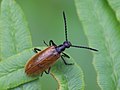 * Nomination: Lagria hirta beetle on eagle fern deformed leaf --AfroBrazilian 09:28, 1 October 2017 (UTC) * Review  Comment Why are all your files so small @AfroBrazilian: ? Wrong setting on camera or downsampling? Charlesjsharp 13:34, 1 October 2017 (UTC)  Comment Because of cropping and making image better. --AfroBrazilian 18:46, 4 October 2017 (UTC)