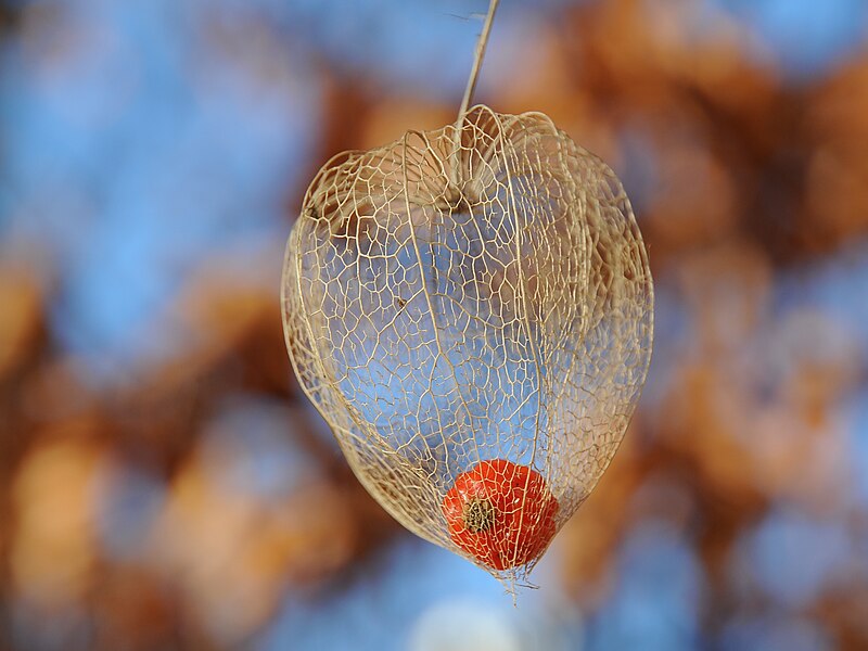 File:Lampionblume, Physalis alkekengi 09.JPG