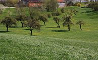 Streuobstbaum