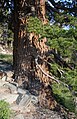 Large Western White Pine, base