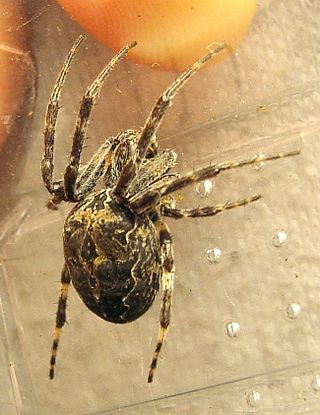 <i>Larinioides sclopetarius</i> Species of spider