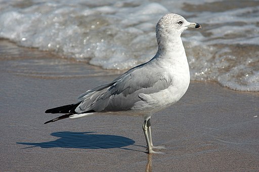 Larus delawarensis portrait