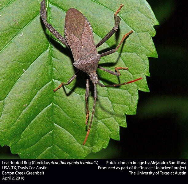 File:Leaf-footed bug (Coreidae, Acanthocephala terminalis) (25673120874).jpg