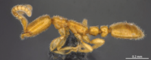 Leptanilla macauensis Leong, Yamane & Guénard, 2018 Holotype işçi lateral view.png