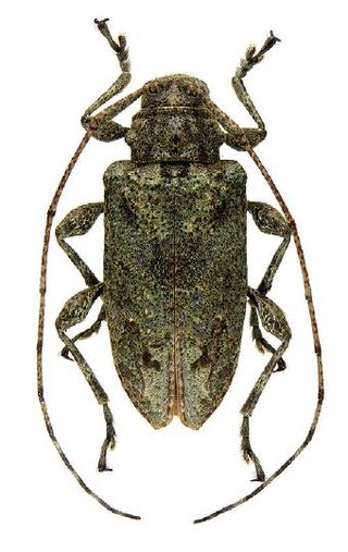 <i>Leptostylopsis chlorescens</i> Species of beetle