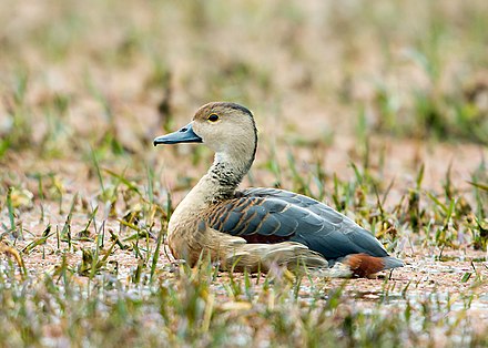Lesser Whistling Duck (Dendrocygna javanica) in Keoladeo National Park. Chambal embankment is a major birding area