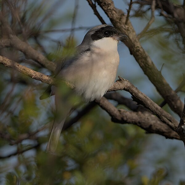 File:Lesser grey shrike (Lanius minor), Kruger National Park, South Africa. - 52804244906.jpg