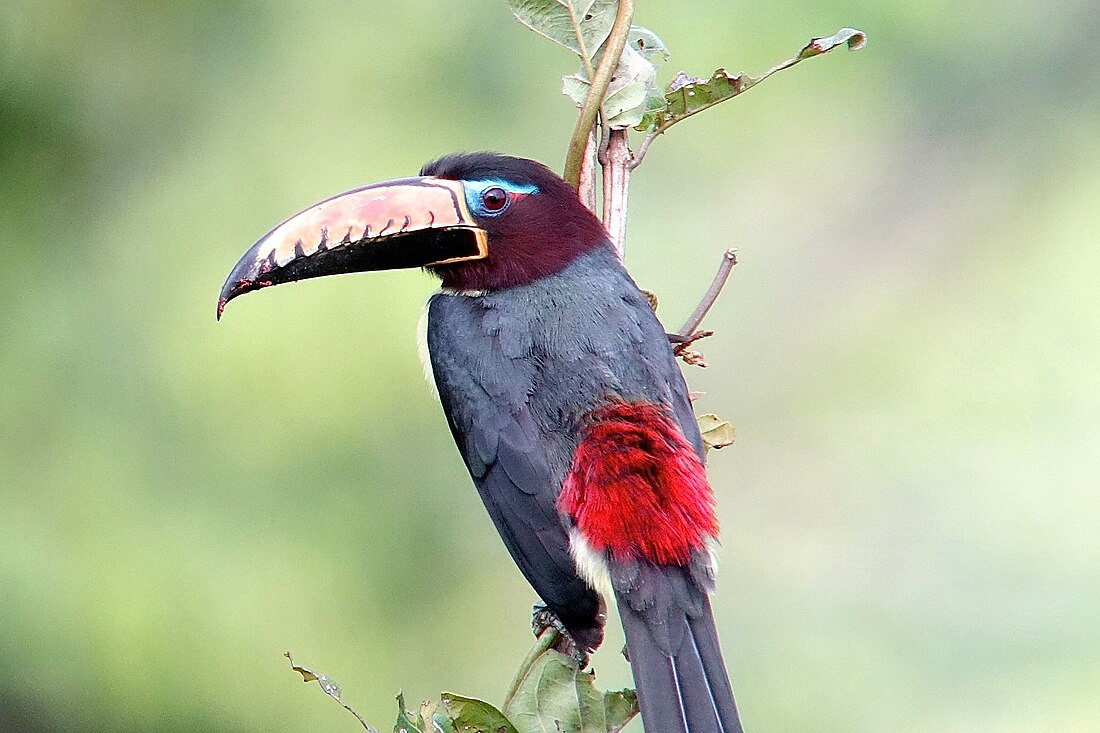 Araçari de Humboldt