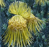 Leucospermum reflexum var. luteum