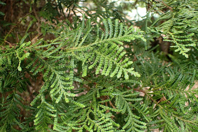 File:Libocedrus plumosa kz2.jpg