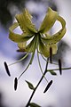 Lilium henryi var. citrinum