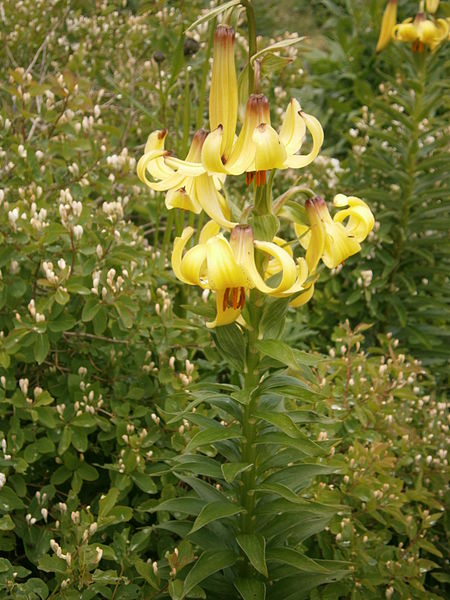 File:Lilium monadelphum 001.JPG