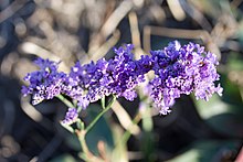 Limonium gmelinii - cvast 2.jpg