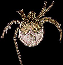 Litarachna lopezae.jpg