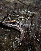 Litoria freycineti