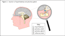 Diabetesinsipidus Definition  Patient Education