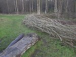 Moseley Bog