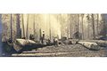 Loggers yarding logs with donkey engines, probably Washington, ca 1898 (HESTER 283).jpeg