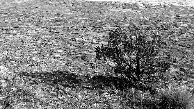 An Ashe juniper grows amid the limestone at McKinney Falls State Park, Austin, Texas, USA