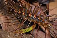Long-legged Centipede (Thereuopoda clunifera) (5827306239).jpg