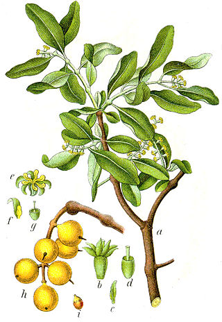 <i>Loranthus</i> Genus of mistletoes