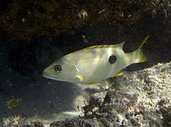 Un vivaneau à tache noire (Lutjanus monostigma)