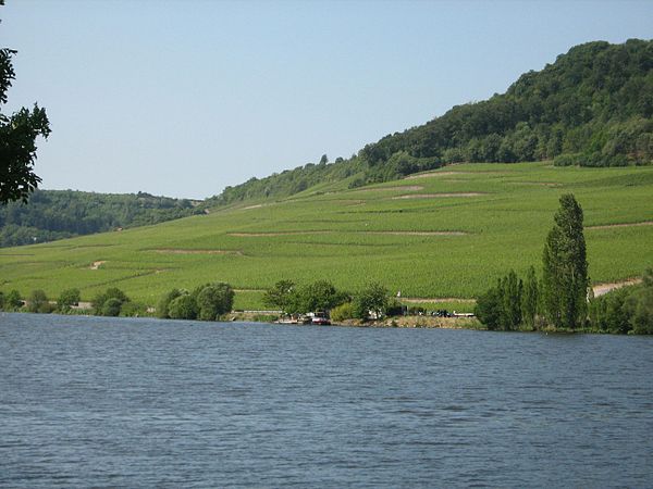 Vinyards along the Moselle Valley near Machtum, Luxembourg