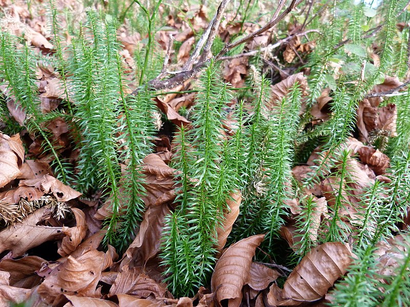 File:Lycopodium annotinum (Grand Ventron).jpg