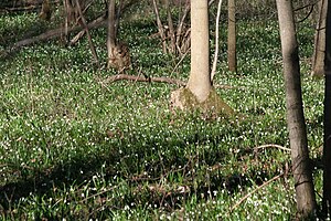 The Märzenbecherwald at the end of March 2010