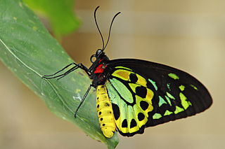 <i>Ornithoptera euphorion</i> species of insect