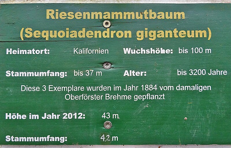 File:MHL Mammutbäume 02.jpg