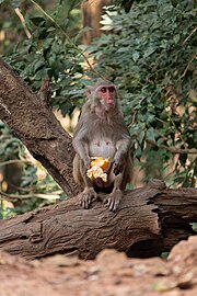 Macaca mulatta eating a Citrus