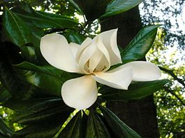 Магнолияның сәскәһе (Magnolia grandiflora)