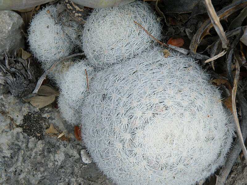 File:Mammillaria candida (5727392958).jpg