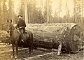 Man on a horse in front of a large log, Wshington, circa 1889-1891 (BOYD+BRAAS 139).jpg
