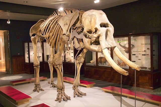 Skeleton of an adult male Asian elephant