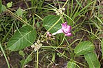 Miniatuur voor Bestand:Mandevilla callista (Apocynaceae) (45001646145).jpg