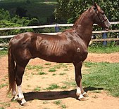 Side view of a standing liver chestnut horse
