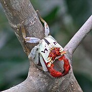 Aratus pacificus (Mangrove tree crab)